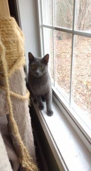 Captain Morgan - All Grey Male about 1 year old. Captain, as we call him was dumped at the local ABC Store, thus the name. He was very afraid and, at first, could not be touched. Now he can be carried into his day room where he sleeps, suns and plays with other cats. He is still somewhat afraid and keeps his distance at times. We believe he was abused by whoever just dropped him off outside. It's very sad as he will be a nice cat in time. If you have the heart to try working with him, he would love the opportunity to find his forever home. The Cause 4 Paws policy is that if things don't work out with the cat you adopt in a few weeks, we will fully refund your adoption fee as long as the cat is returned to us and is in good condition. We always require any cat or kitten that is being returned to come back to us. Why not give this handsome guy a try?