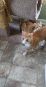 Robb (in front) and Rick, his brother. These orange guys came to us as bottle babies at about three weeks old. Fortunately we had a nursing mom who adopted and cared for them. They were a bit distance with people at first but are coming around now. They really need a permanent home where they could bond with people other than their fosters. Robb is a purring machine. Rick is a bit afraid of people but is getting better. If you like socializing kittens, these guys are for you. We would love for them to get adopted together but believe they would be okay apart from each other. It just might take a little time and love and would be very rewarding. There are individual pictures below. 