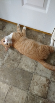 Robb - Playing with his buddy cats under the door. He's a purring machine and will become a great house cat.