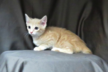 Mallory (F) - - 10 Weeks old - ready for adoption in 2 to 3 weeks