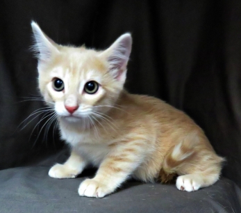 Max (M) - - 10 Weeks old - ready for adoption in 2 weeks