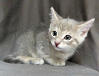 Miller (M) - - 8 Weeks old - ready for adoption in 3 to 4 weeks