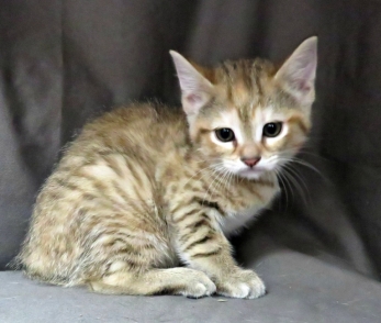Sunburst (F) - - 8 Weeks old - ready for adoption in 3 to 4 weeks