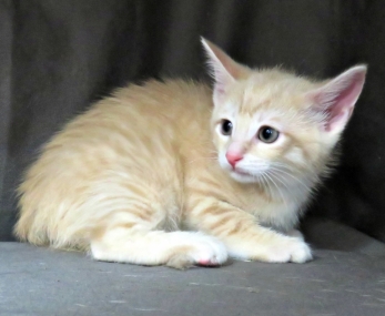 Sunny (M) - - 8 Weeks old - ready for adoption in 3 to 4 weeks